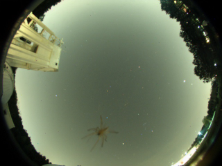 Illustration for article titled Who Needs Stars When You Can Gaze at Spiders Through Your Telescope?